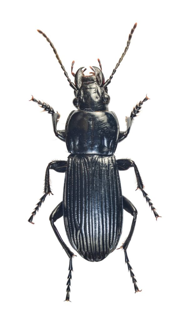 Abax schueppeli rendschmidtii (Germar, 1839)