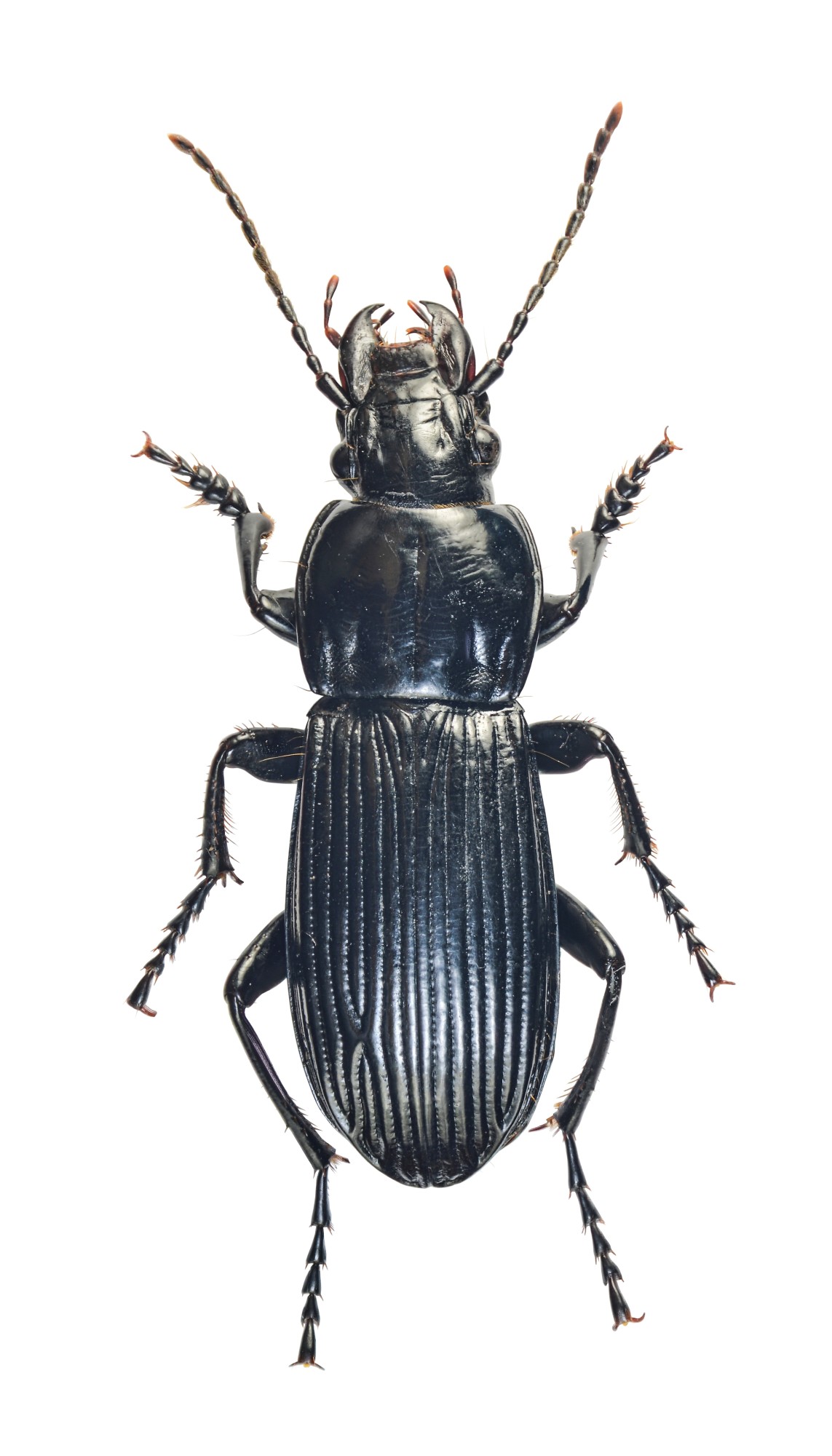 Abax schueppeli rendschmidtii