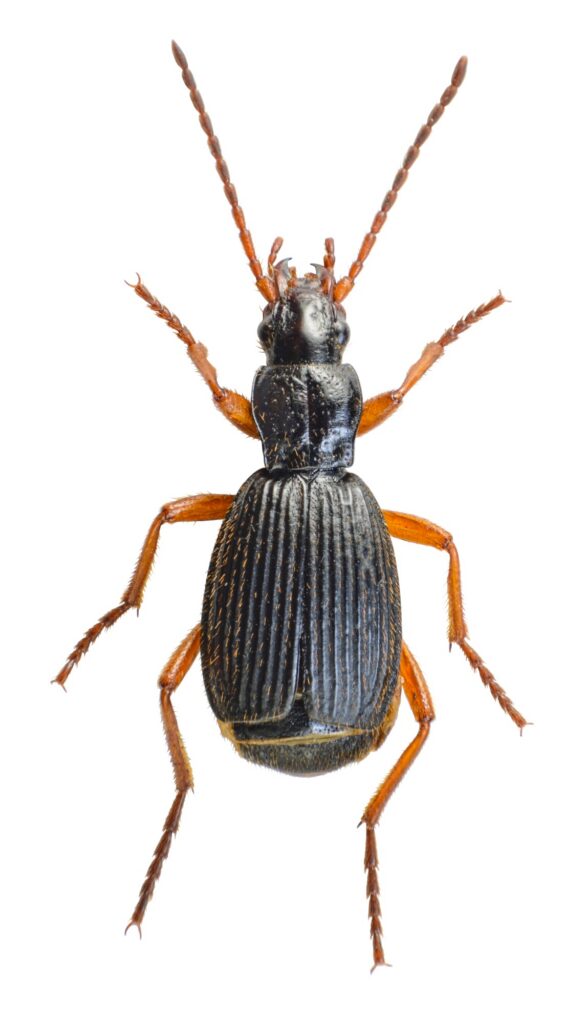 Aptinus bombarda (Illiger, 1800)
