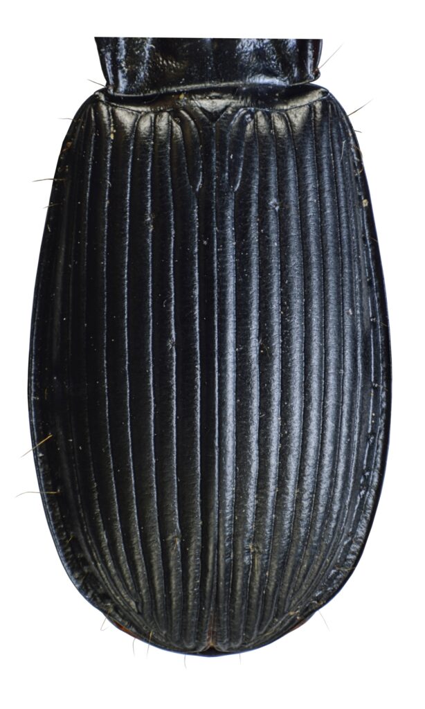 Pterostichus niger (Schaller, 1783)-Élytres