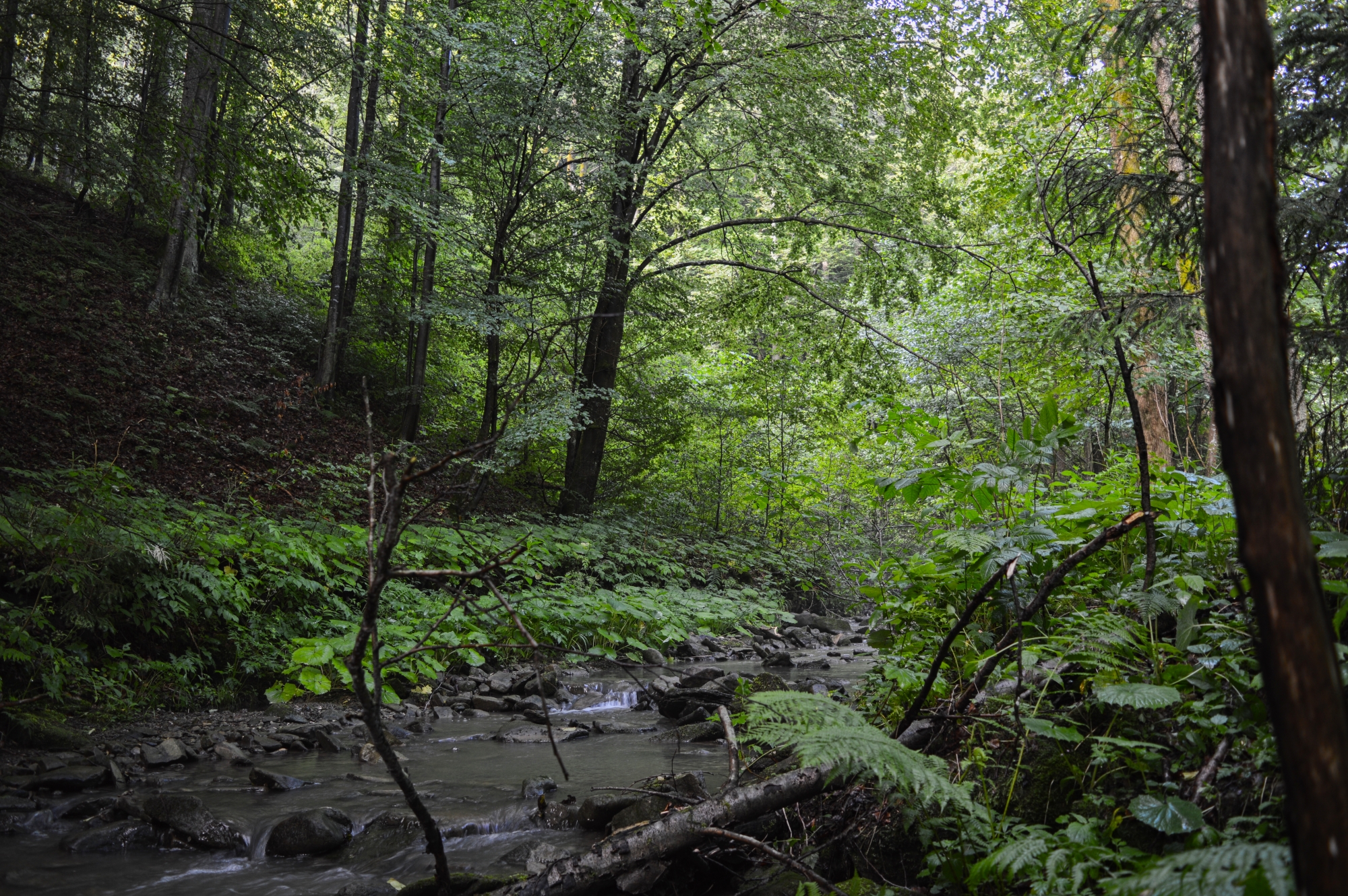la forêt