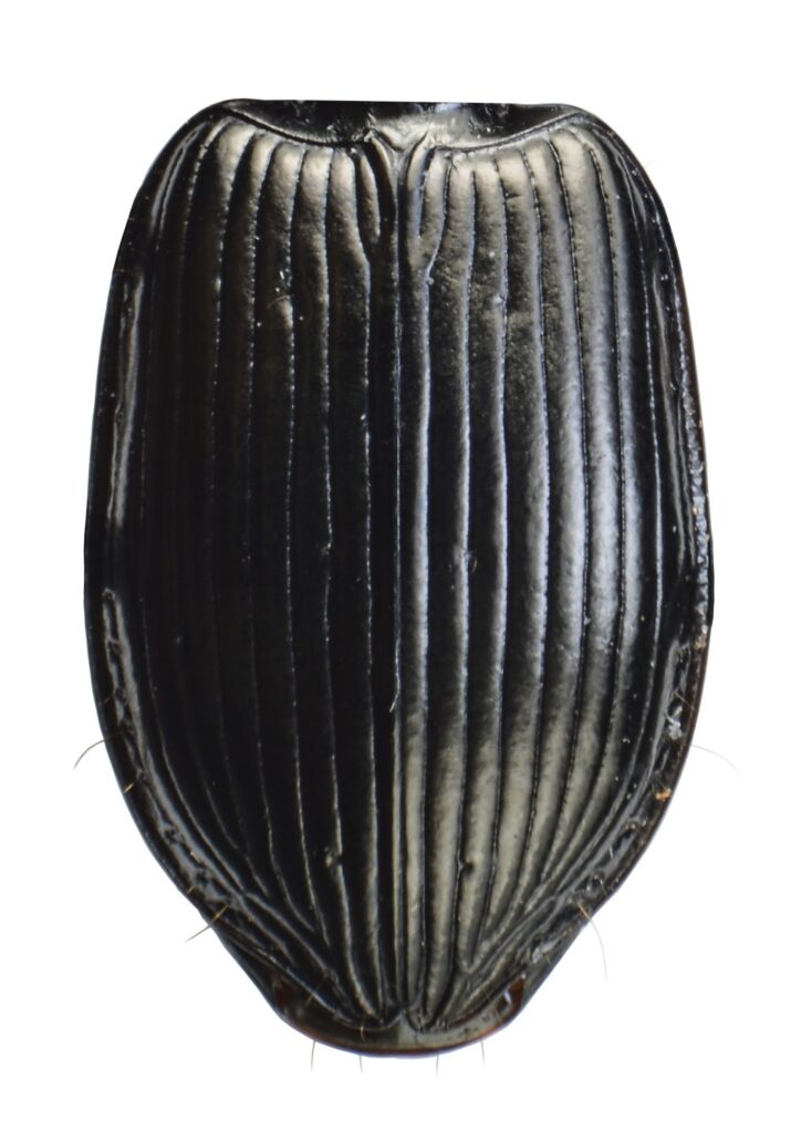Flügeldecken (Elytren) von Limodromus assimilis (Paykull, 1790).