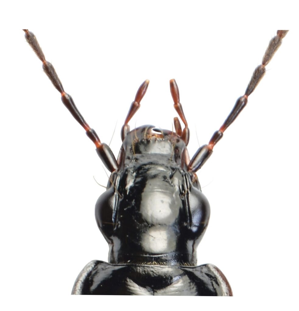Limodromus assimilis (Paykull, 1790).