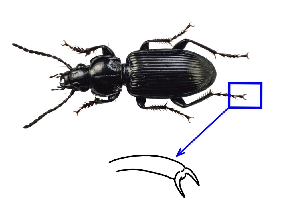Pterostichus nigrita (Paykull, 1790)