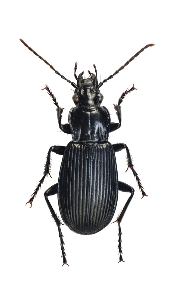 Pterostichus niger (Schaller, 1783)