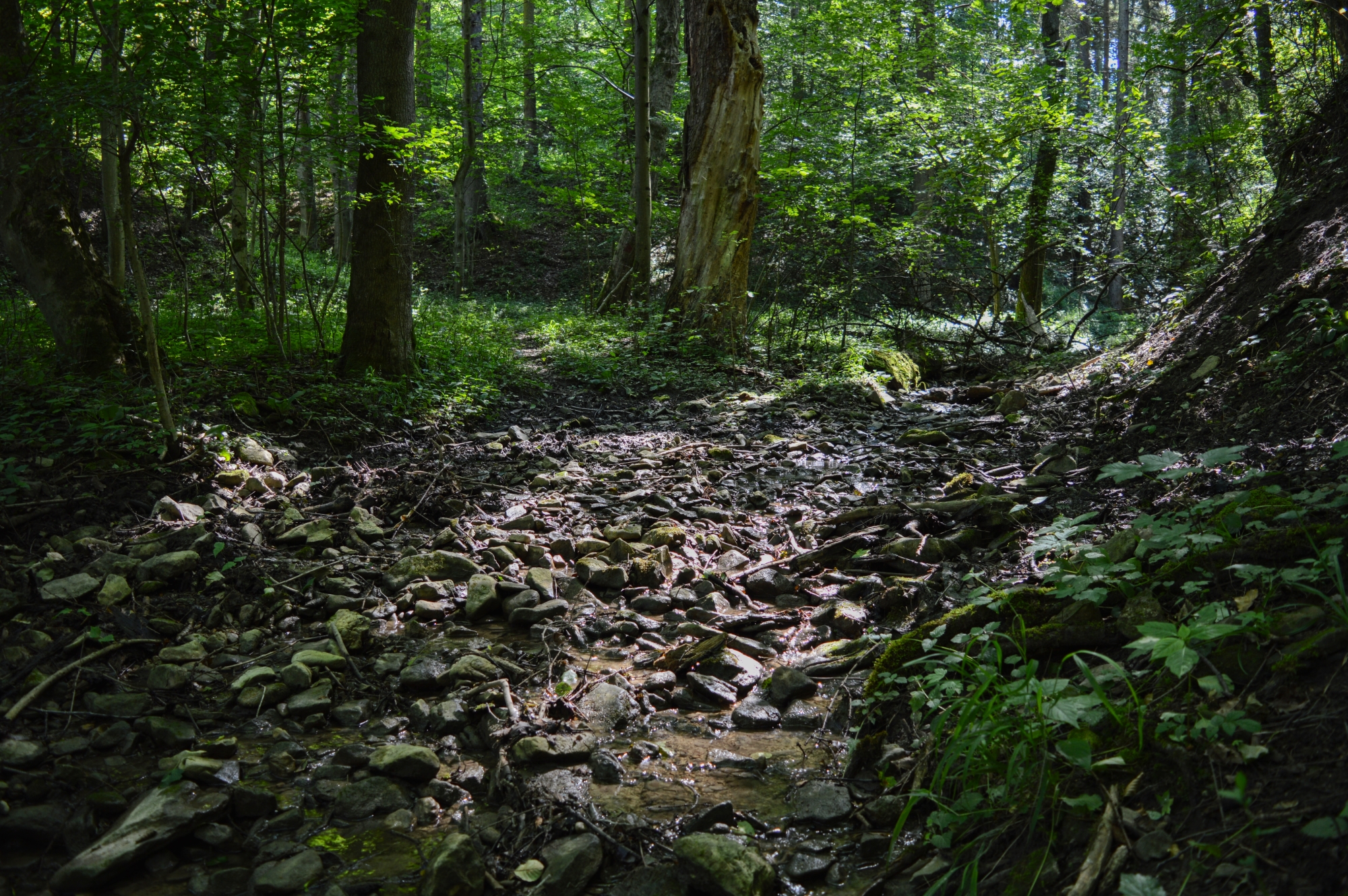 Ruisseau de forêt