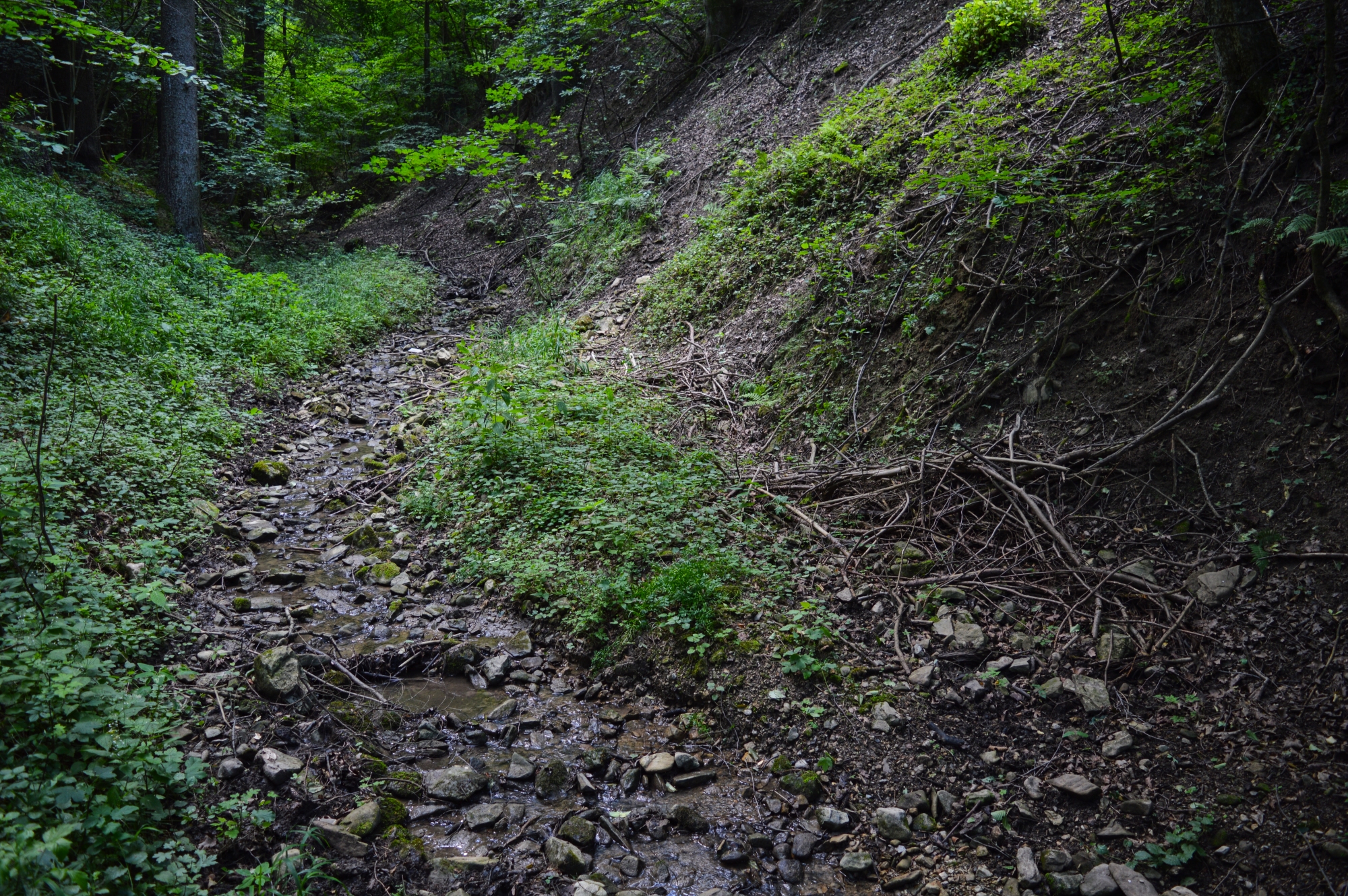 Ruisseau de forêt