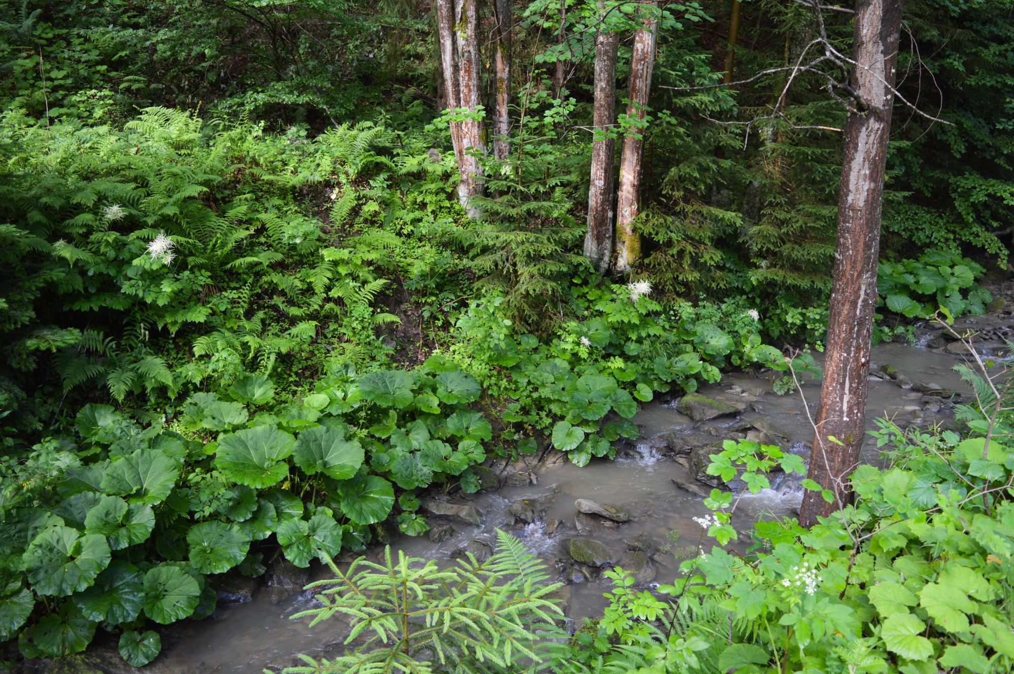 Ruisseau de forêt
